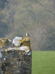 FZ012190 Wheatear (Oenanthe oenanthe) on wall.jpg